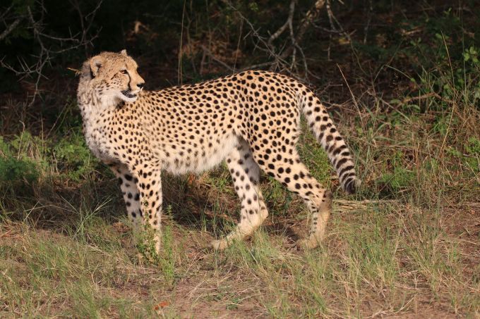 Cheetah at dawn
