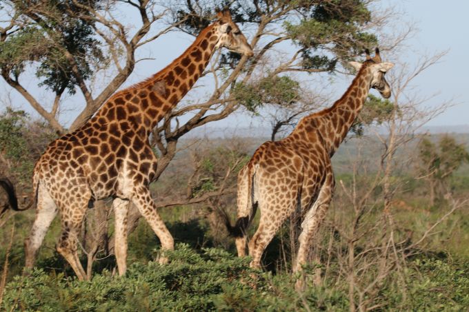 Giraffes at dawn