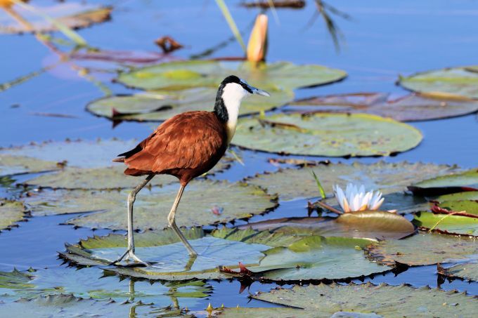 Choosing the right photographic equipment for a safari