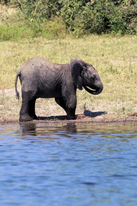 bay elephant