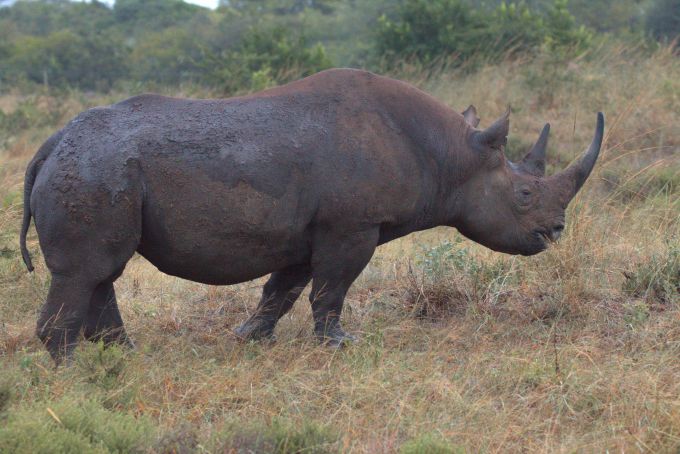 Balck rhino at dusk