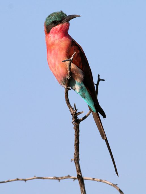 Carmine Bee Eater