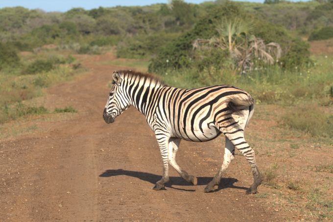 Zebra Crossing